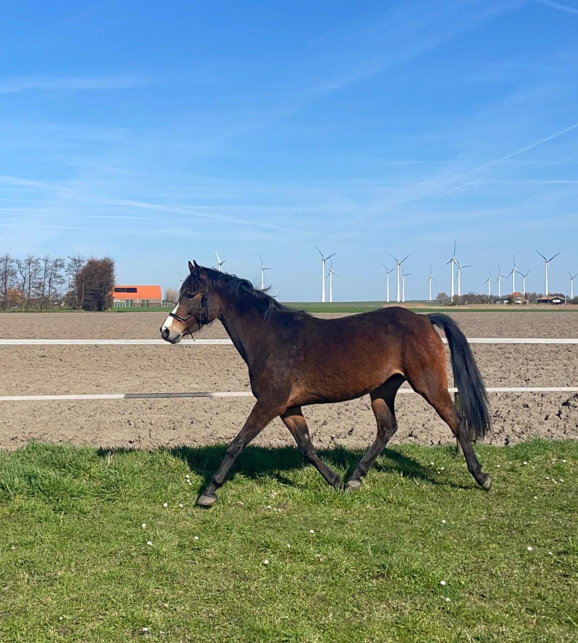 Lieve Welsh pony merrie 9 jaar 1.48 met stamboom