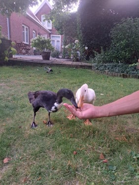 Twee indische loopeenden