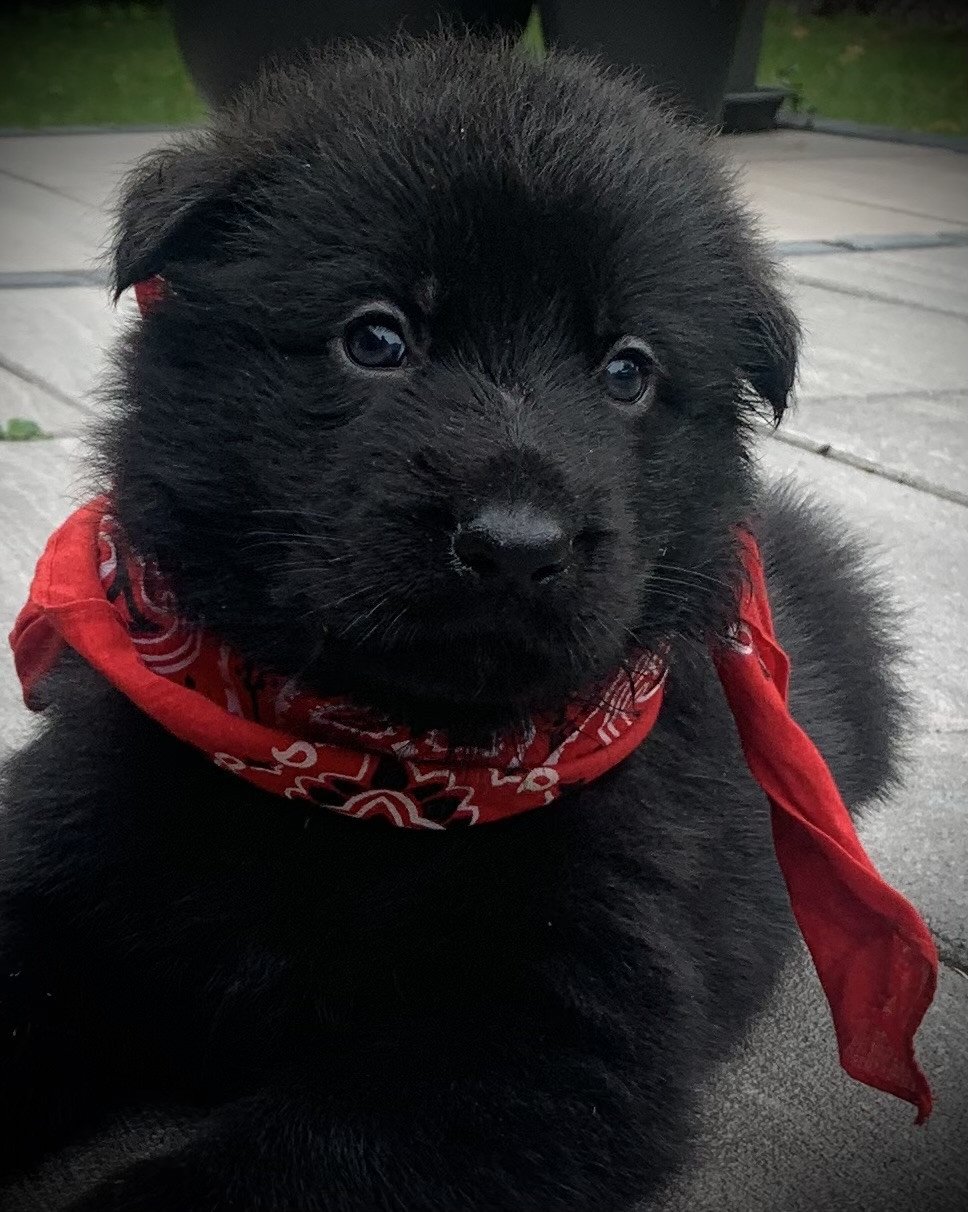 Duitse Herder pup Julia en Jules