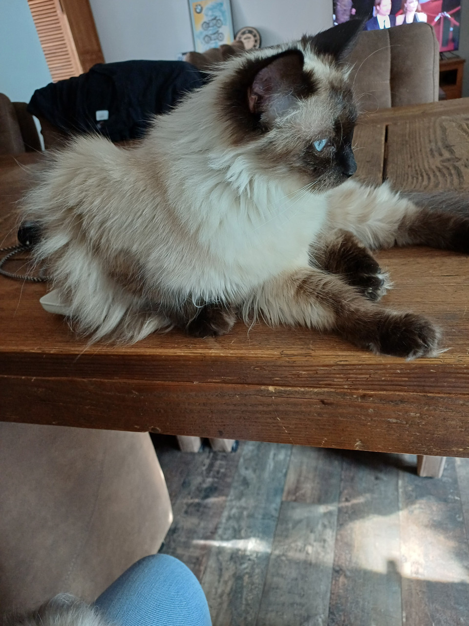 Ragdoll poes.met blauwe ogen net 1 jaar