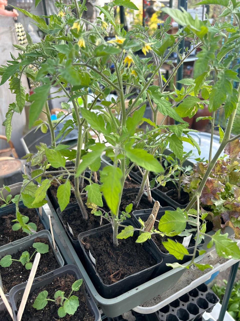 BIOLOGISCHE TOMATEN