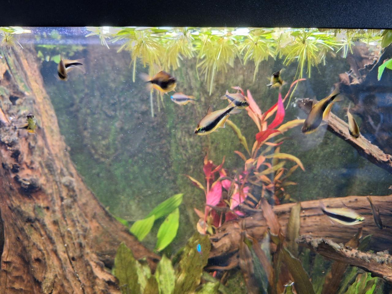 5 keizertetras te koop