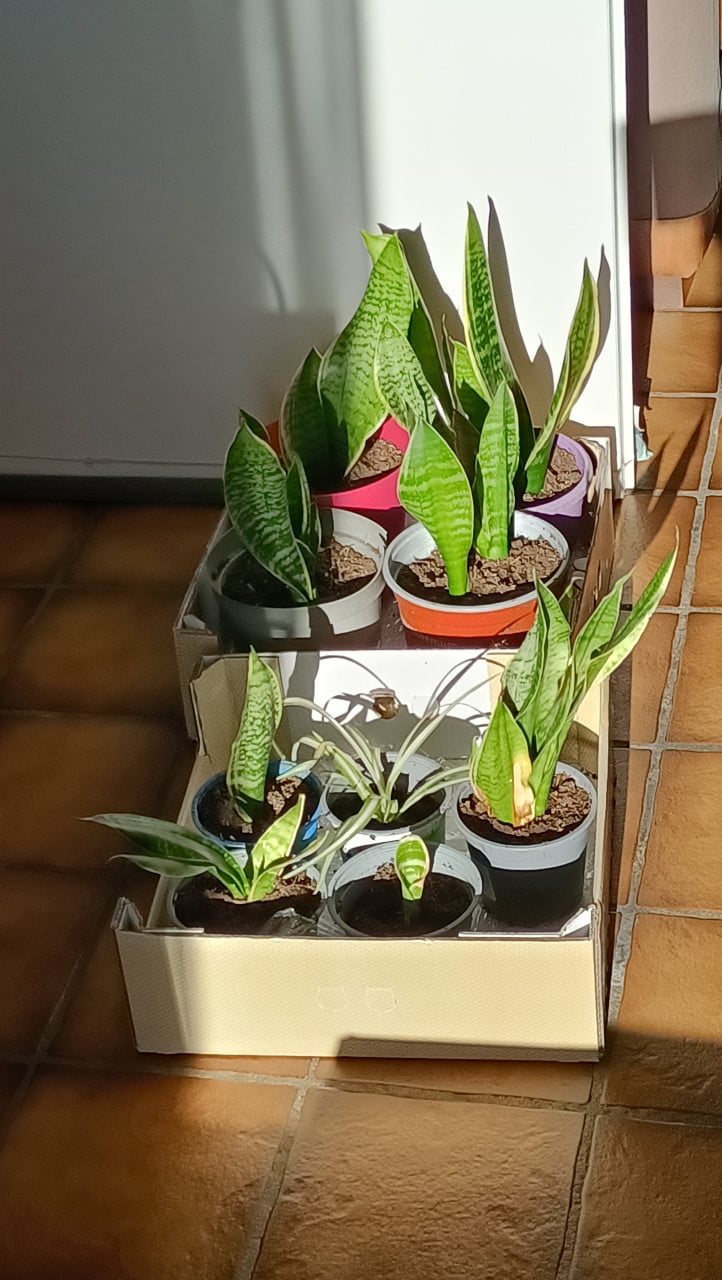 Sansevieria/Vrouwentong planten. De grootste planten rond de 30/35 cm hoog