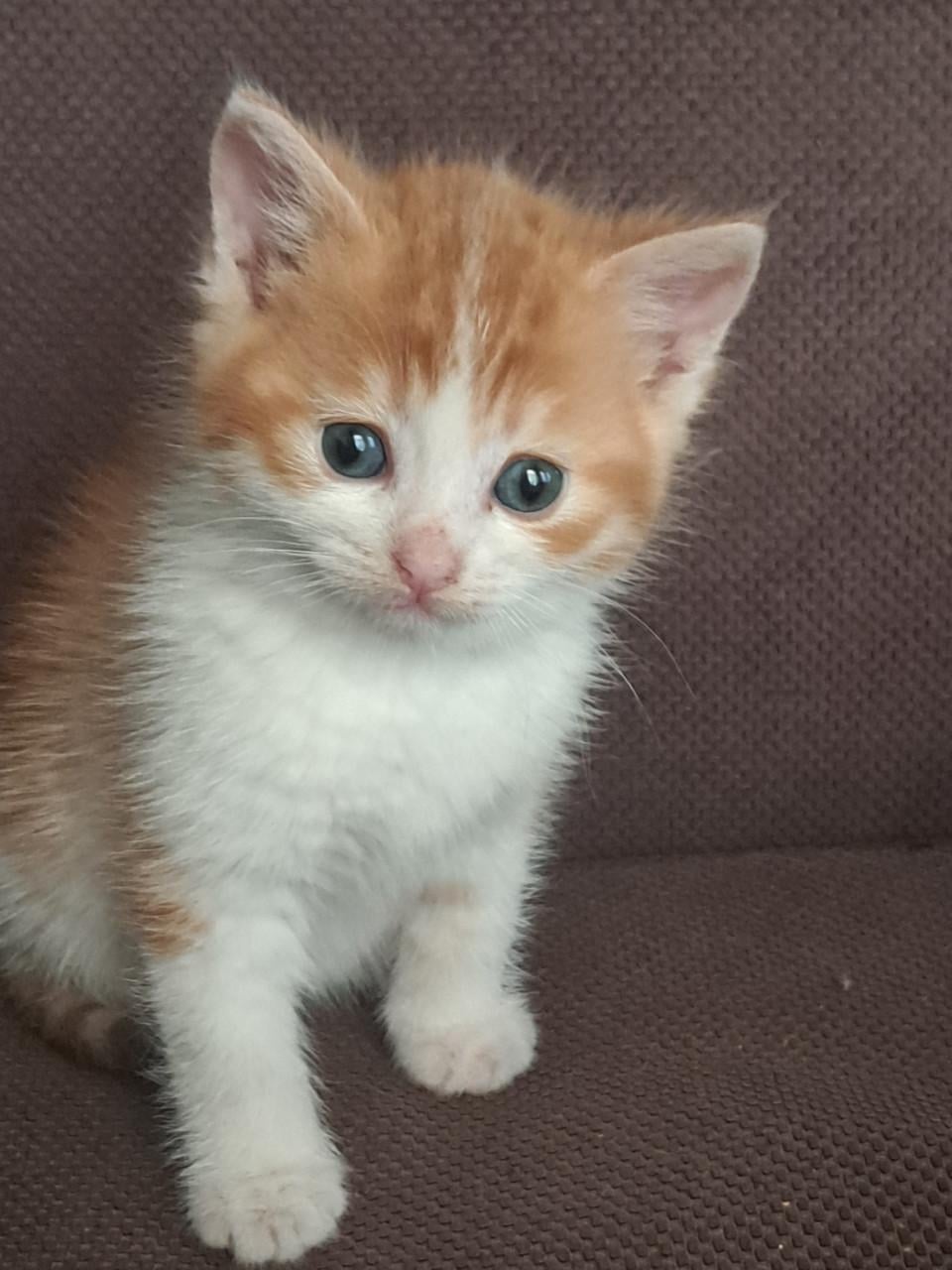 Kittens