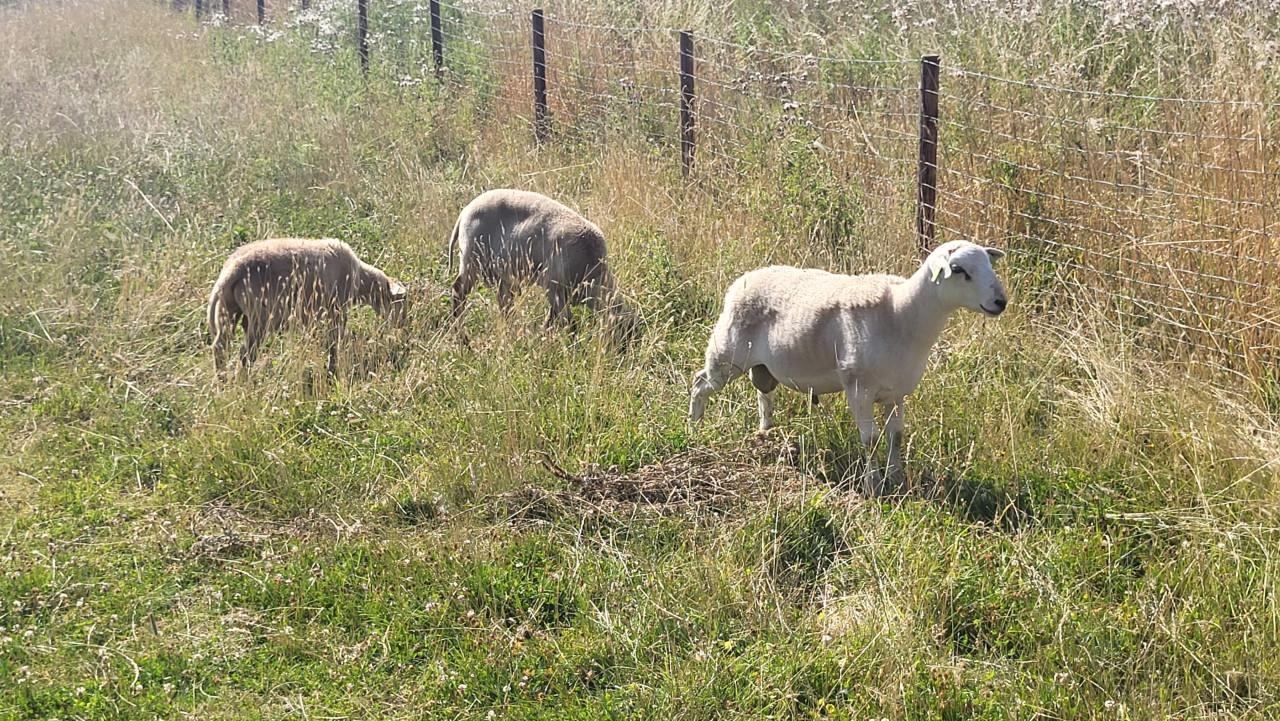 Maasduinenschapen