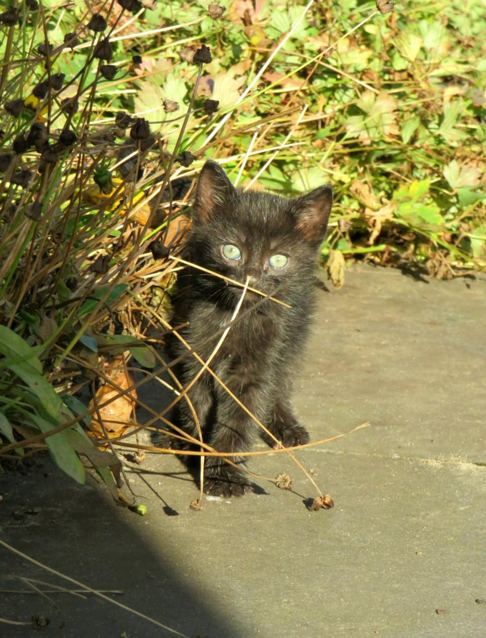 Kittens
