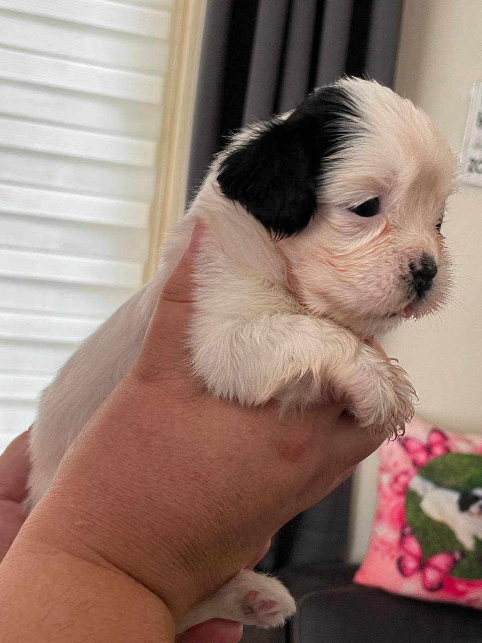 Shih tzu pup