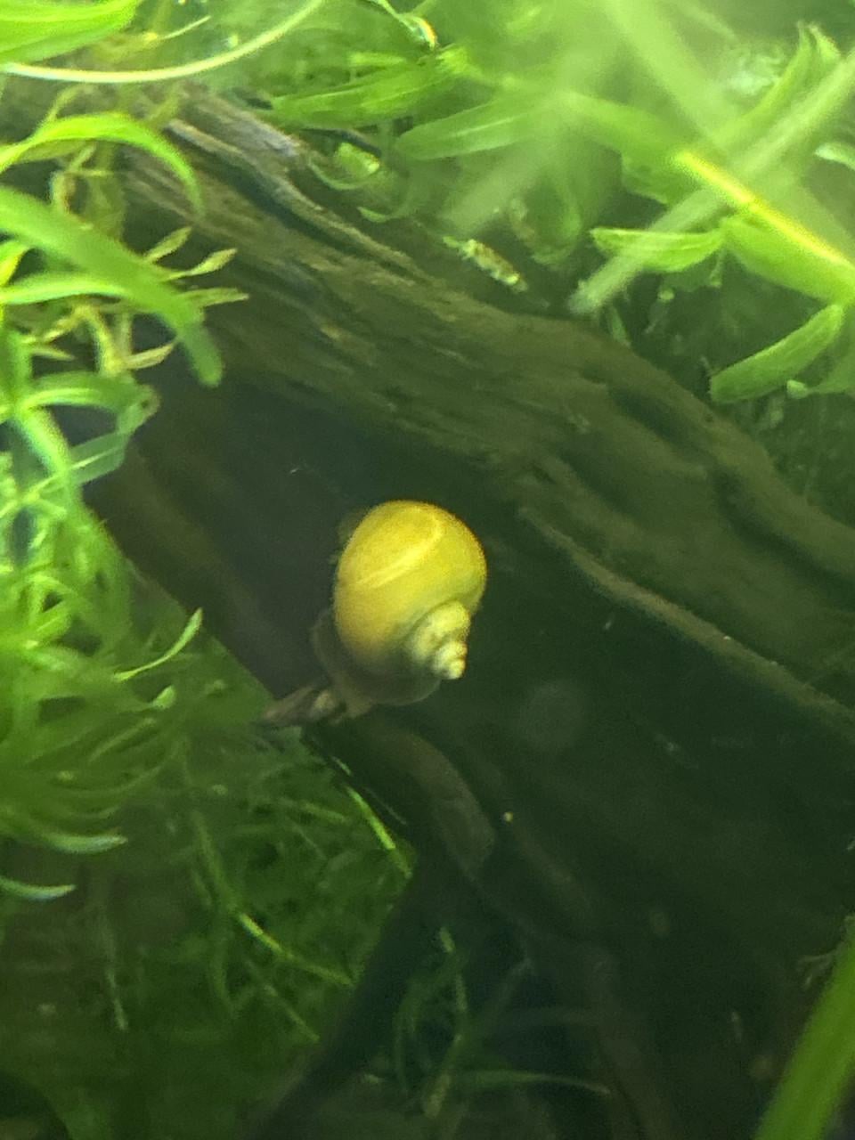 Uit eigen kweek yellow snail slakken