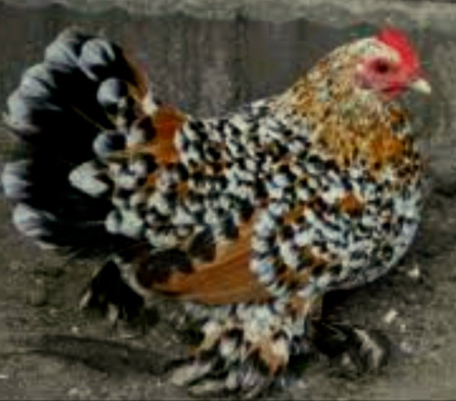 Jonge sabelpootkriel hennetjes