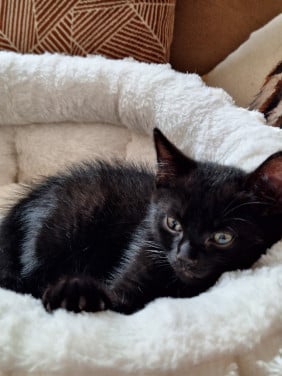 Kitten