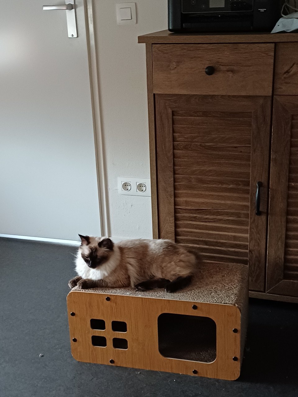 Prachtige Ragdoll poes blauwe ogen en uit geteste ouders