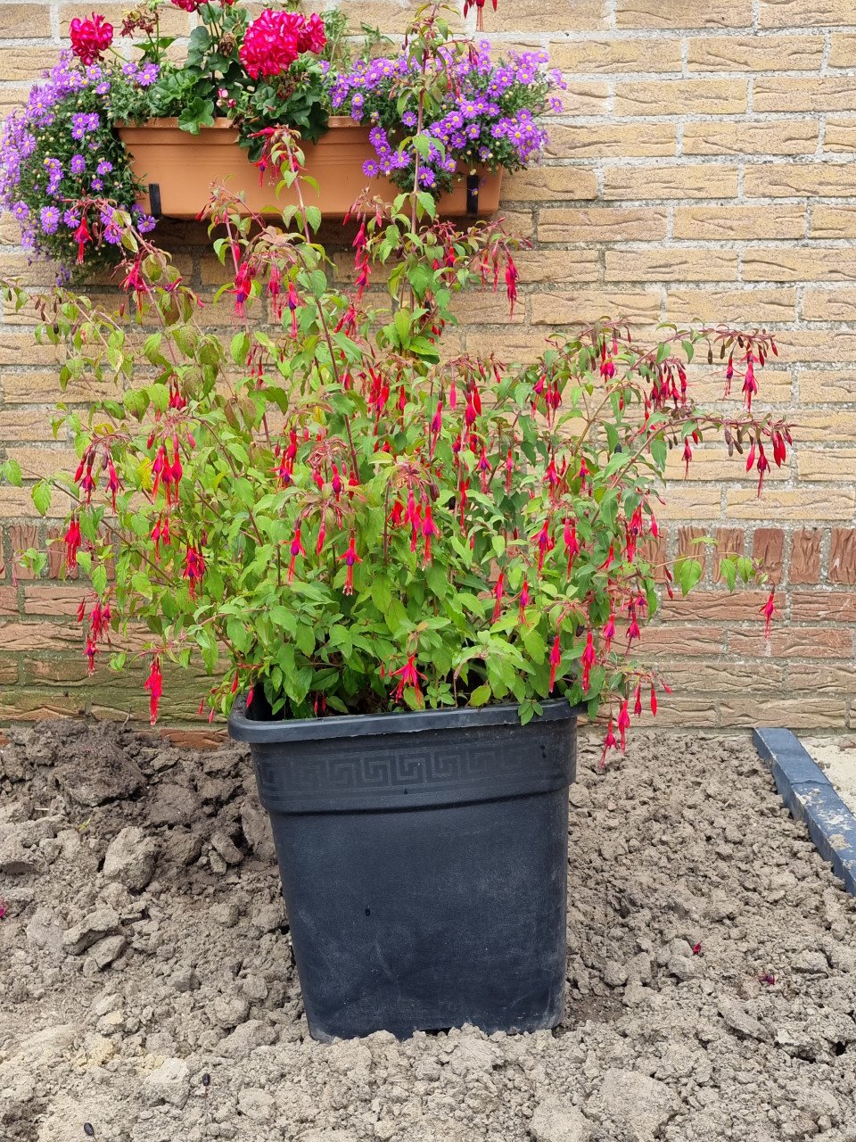 Fuchsia