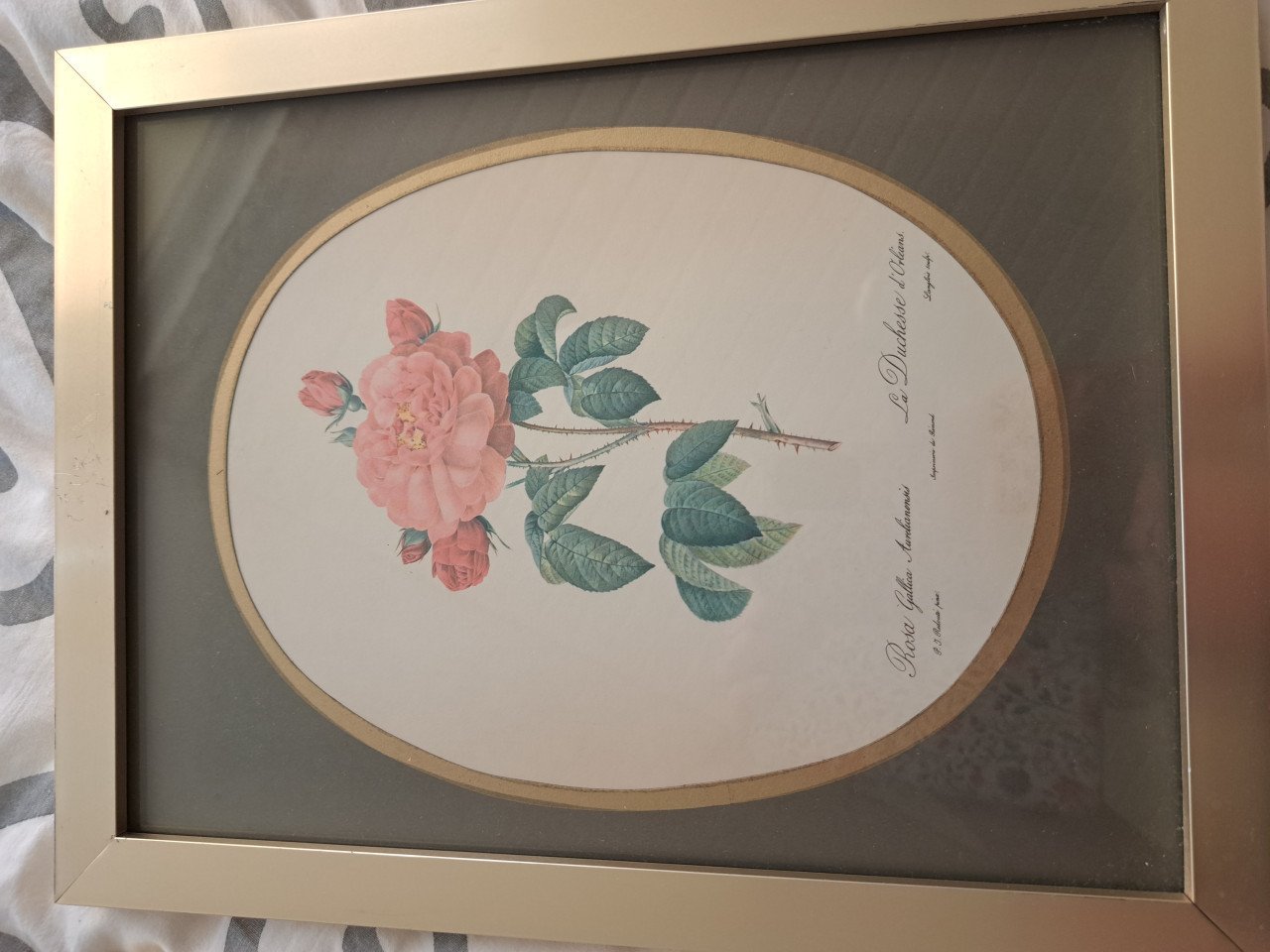 Twee Botanische afbeeldingen