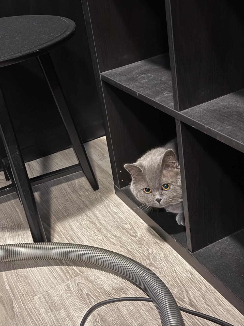 Lieve Britse korthaar kater