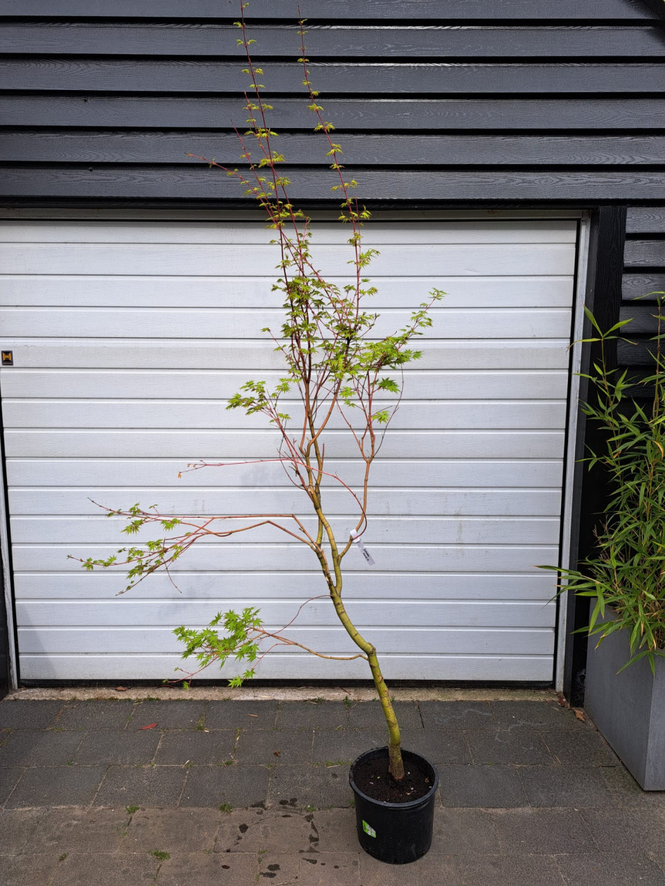 Japanse esdoorn " Japanese sunrise" Acer palmatum