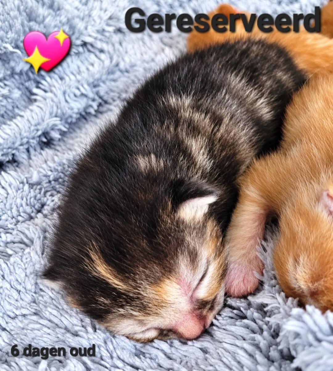 Allemaal gereserveerd