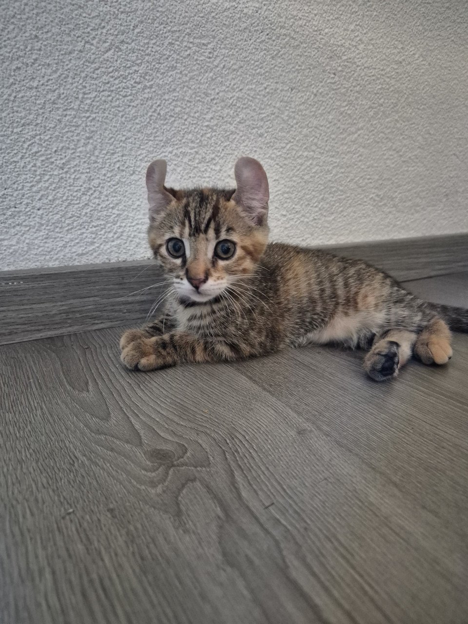Kittens