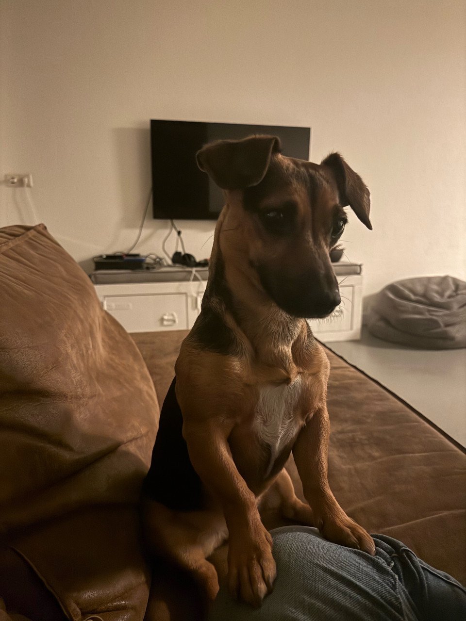 Jack Russel reutje te koop met unieke merle kleur