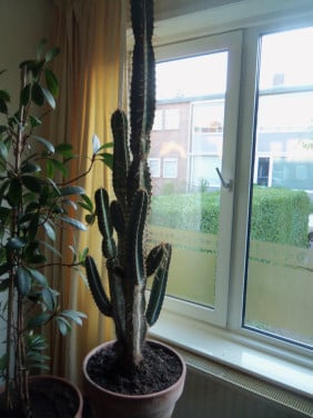CACTUS 34 JAAR OUD,120 CM HOOG