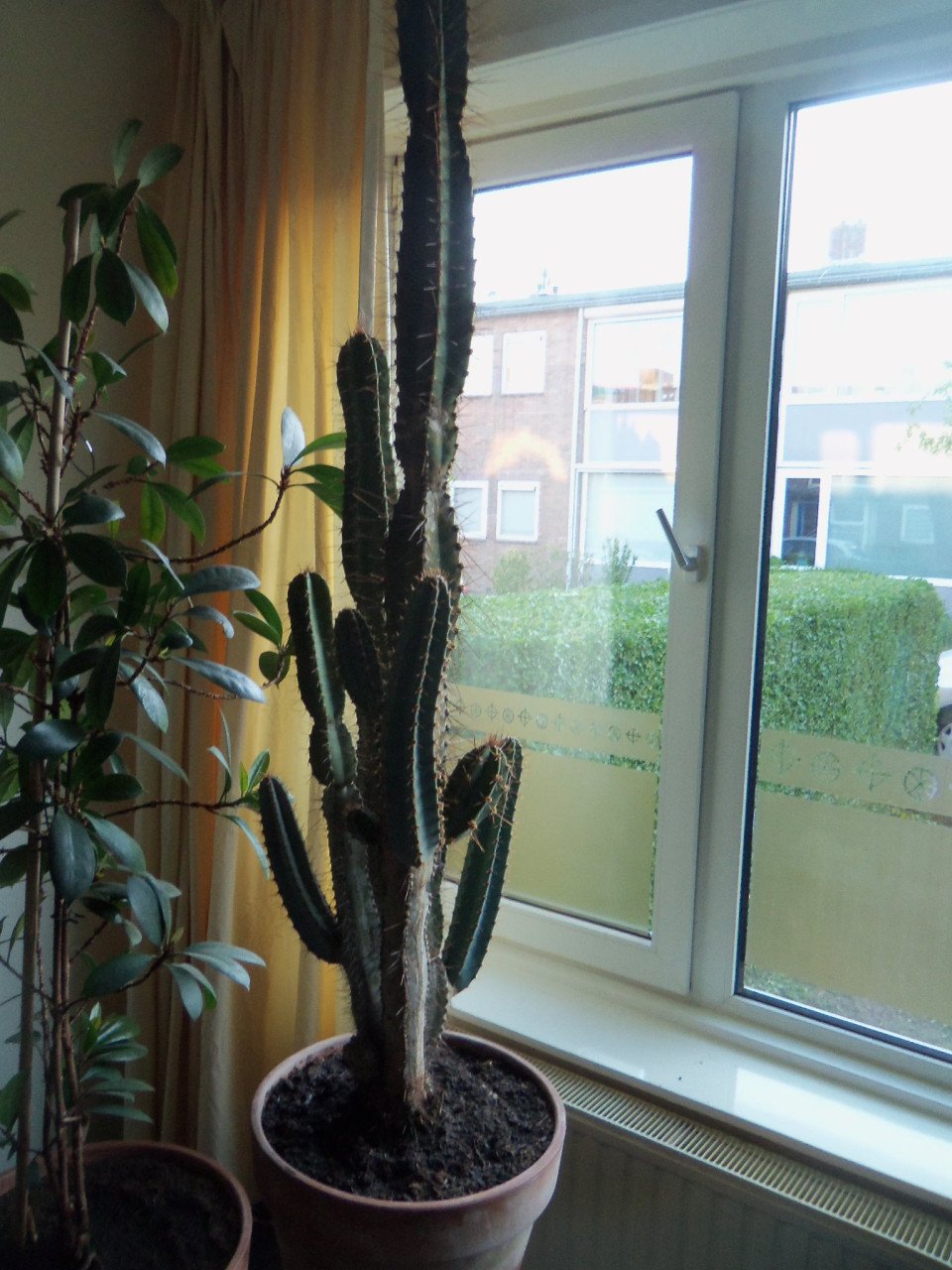 CACTUS 34 JAAR OUD,120 CM HOOG