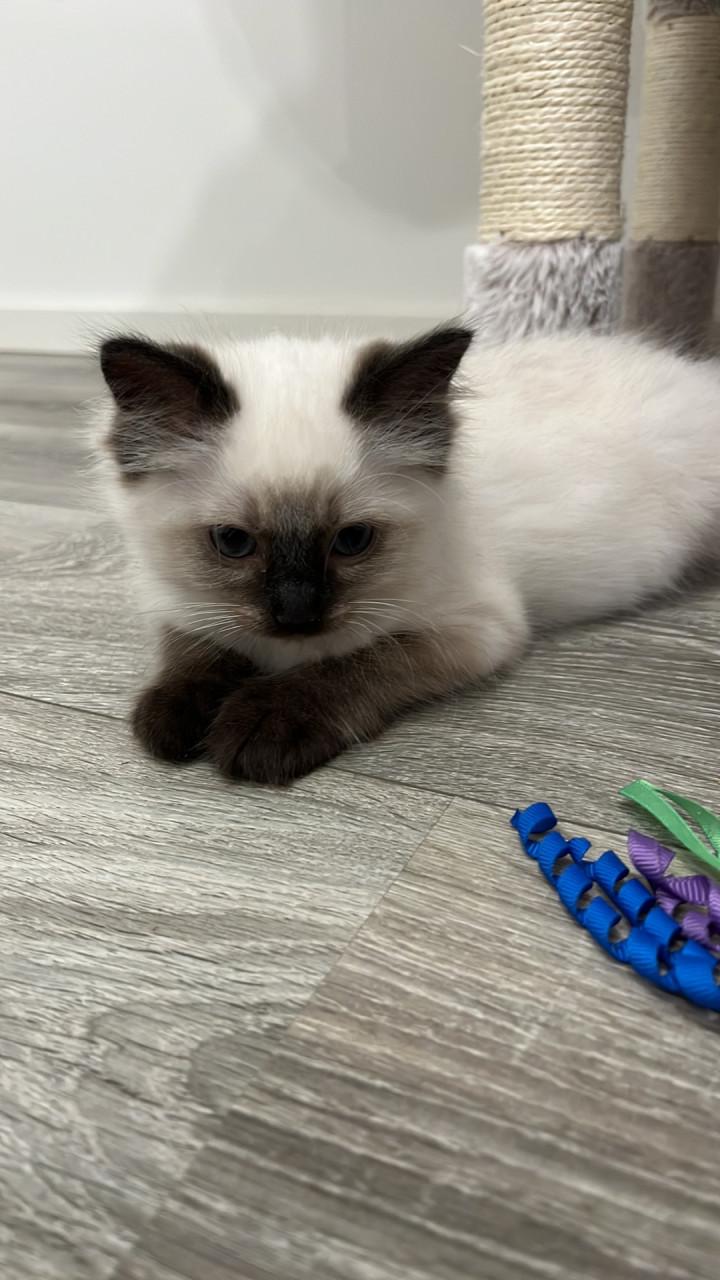 Ragdoll kittens