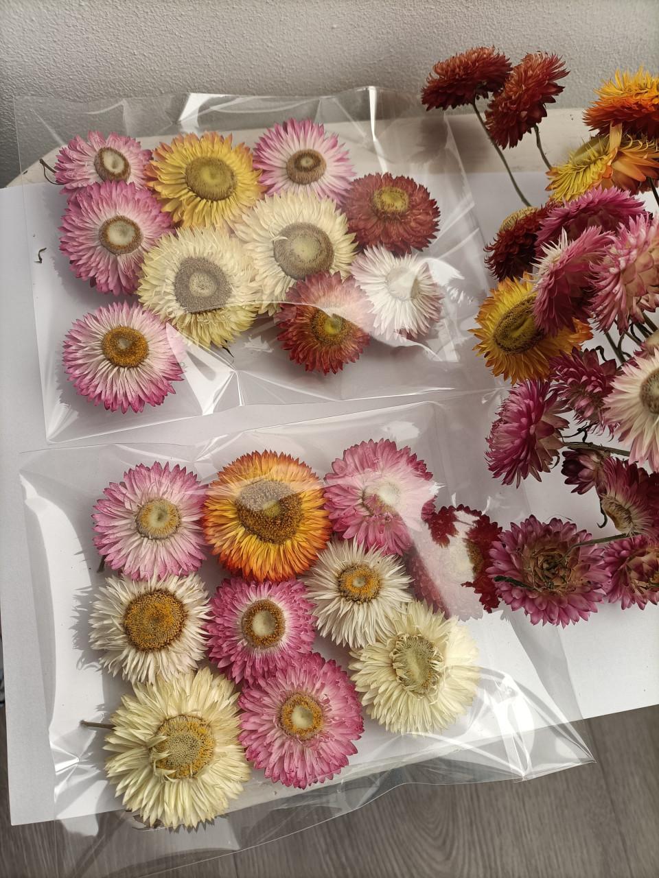 Strobloem knoppen 10st €0,50