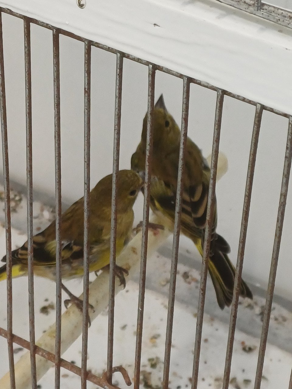 Twee bastaard barmsijs/kanarie