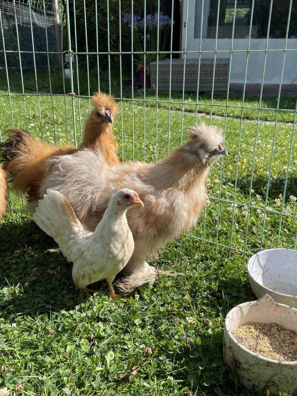 Drie zijdehoen haantjes zoeken fijn thuis. 12 weken oud