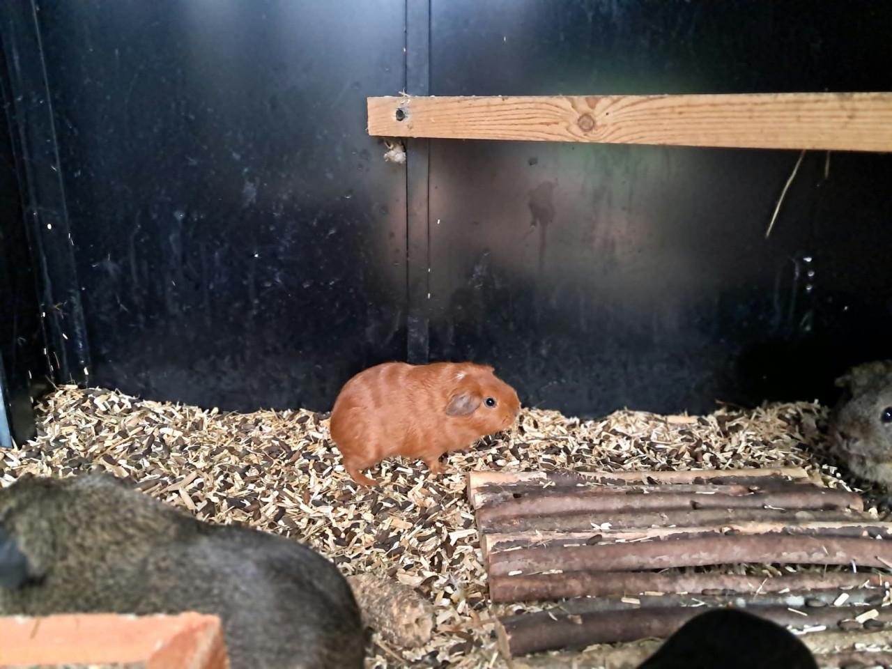 Jonge mannetjes cavia