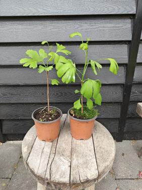 Ginko Biloba bomen planten 2 jarig