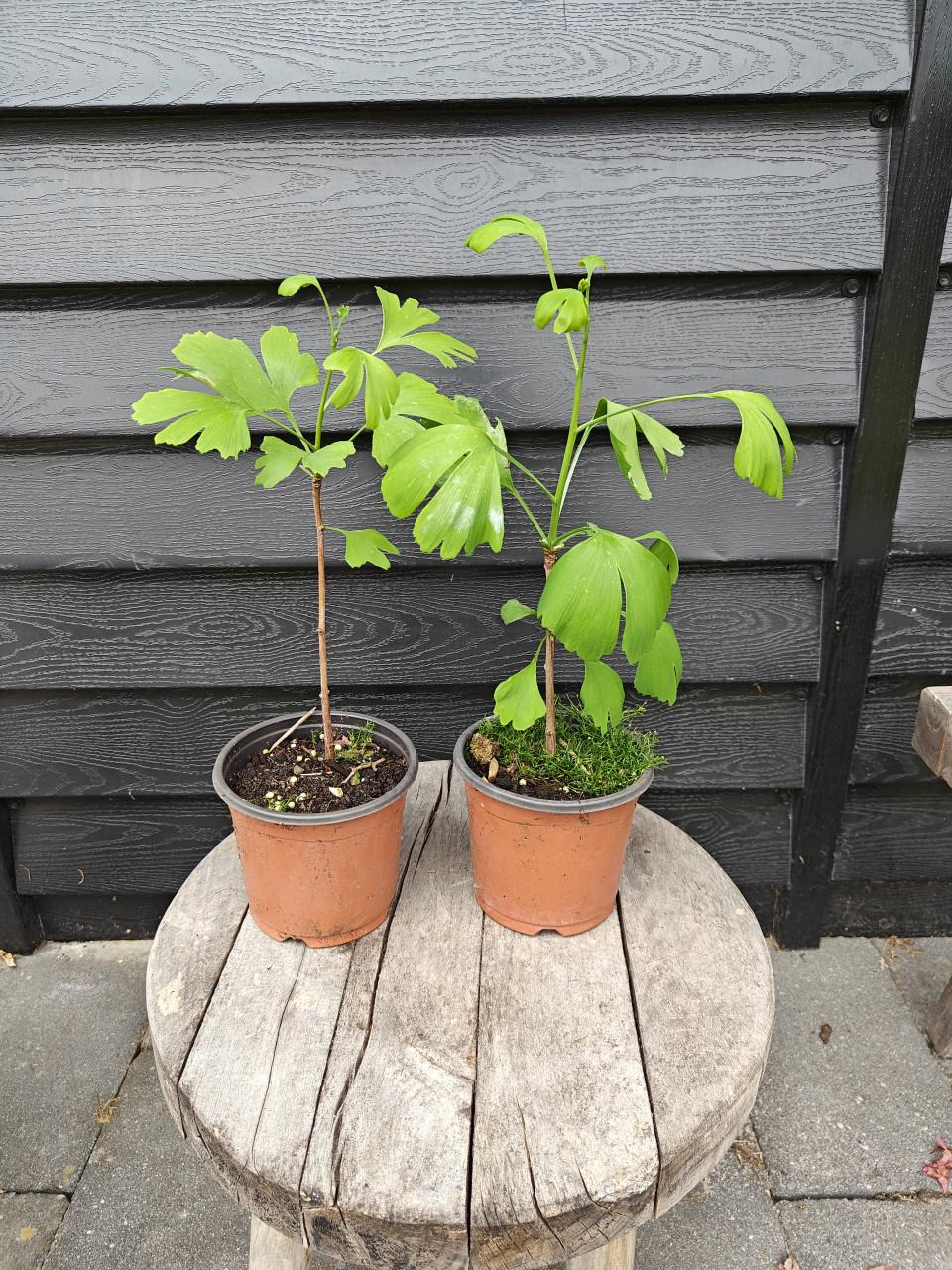 Ginko Biloba bomen planten 2 jarig
