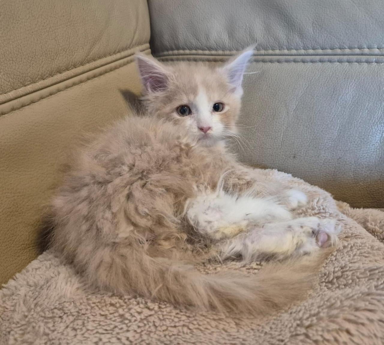 Mooi maine coon  katertje polydactyl