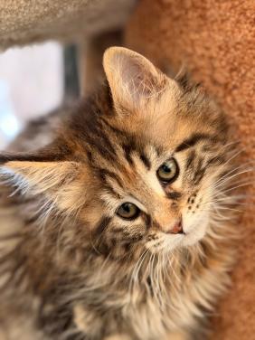 Maine Coon kitten
