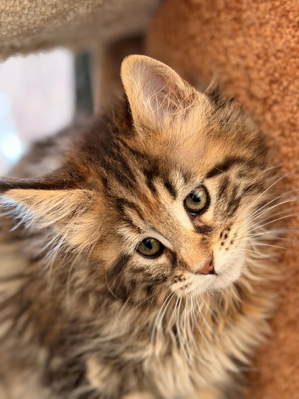 Maine Coon kitten
