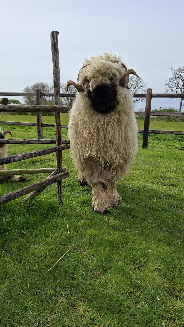 2 schapen Walliser Schwarznase