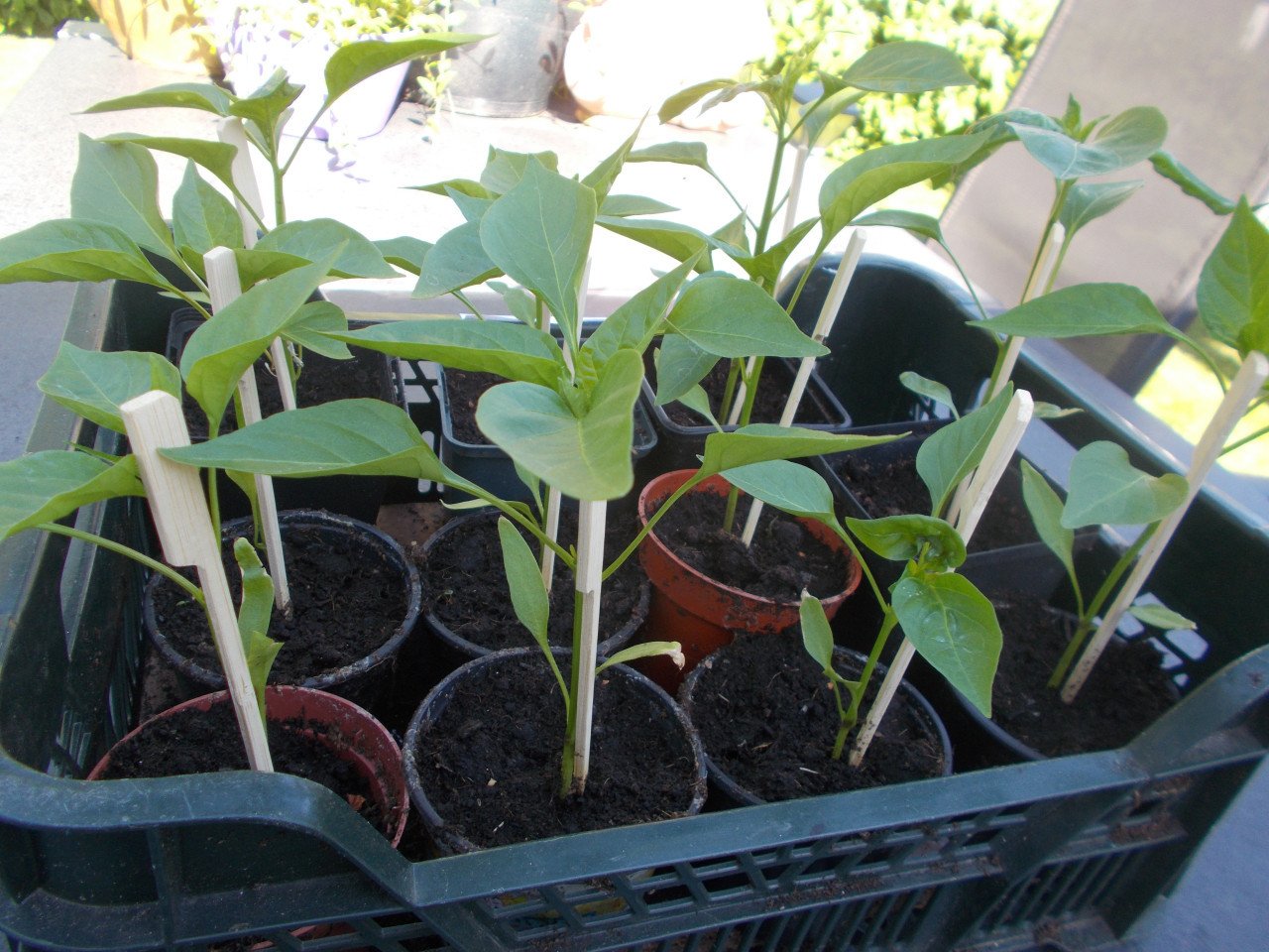 PAPRIKA plantjes