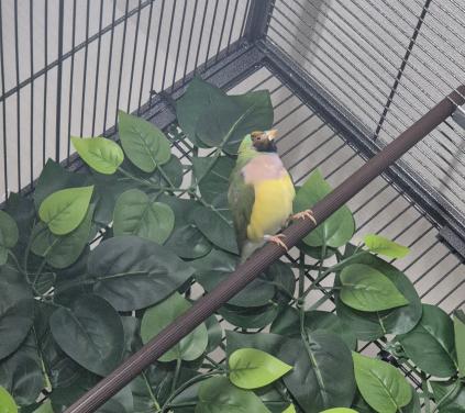 Goed tehuis gezocht voor Gouldamadine pop.