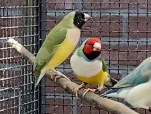 Gouldamadines uit buitenvoliere