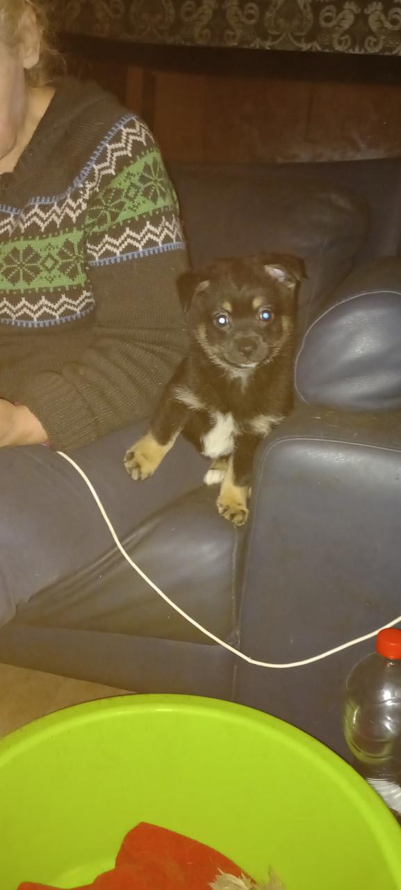 75% kruising pomeriaan