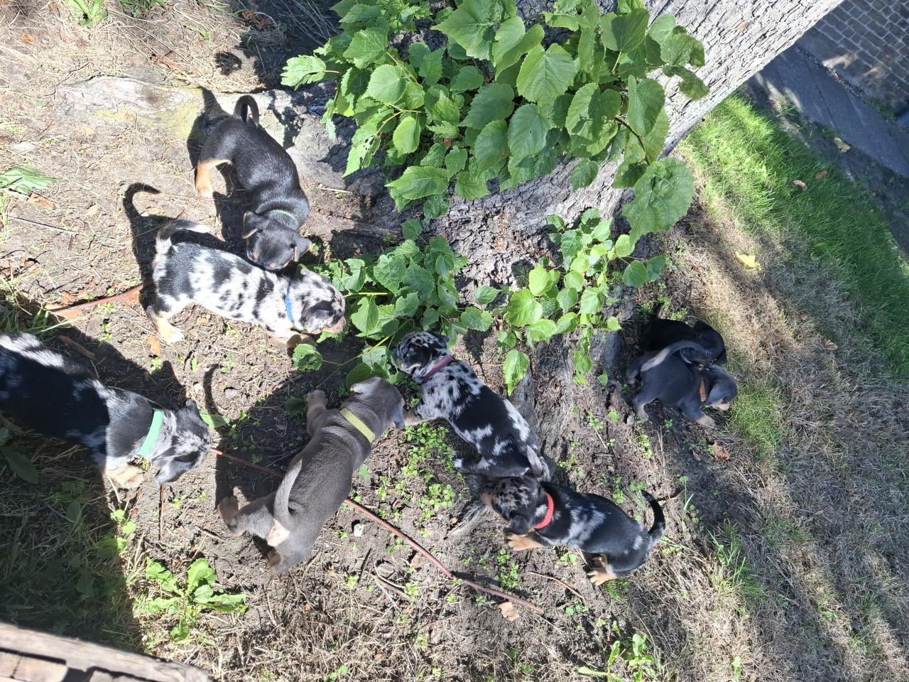 Jack russel pups