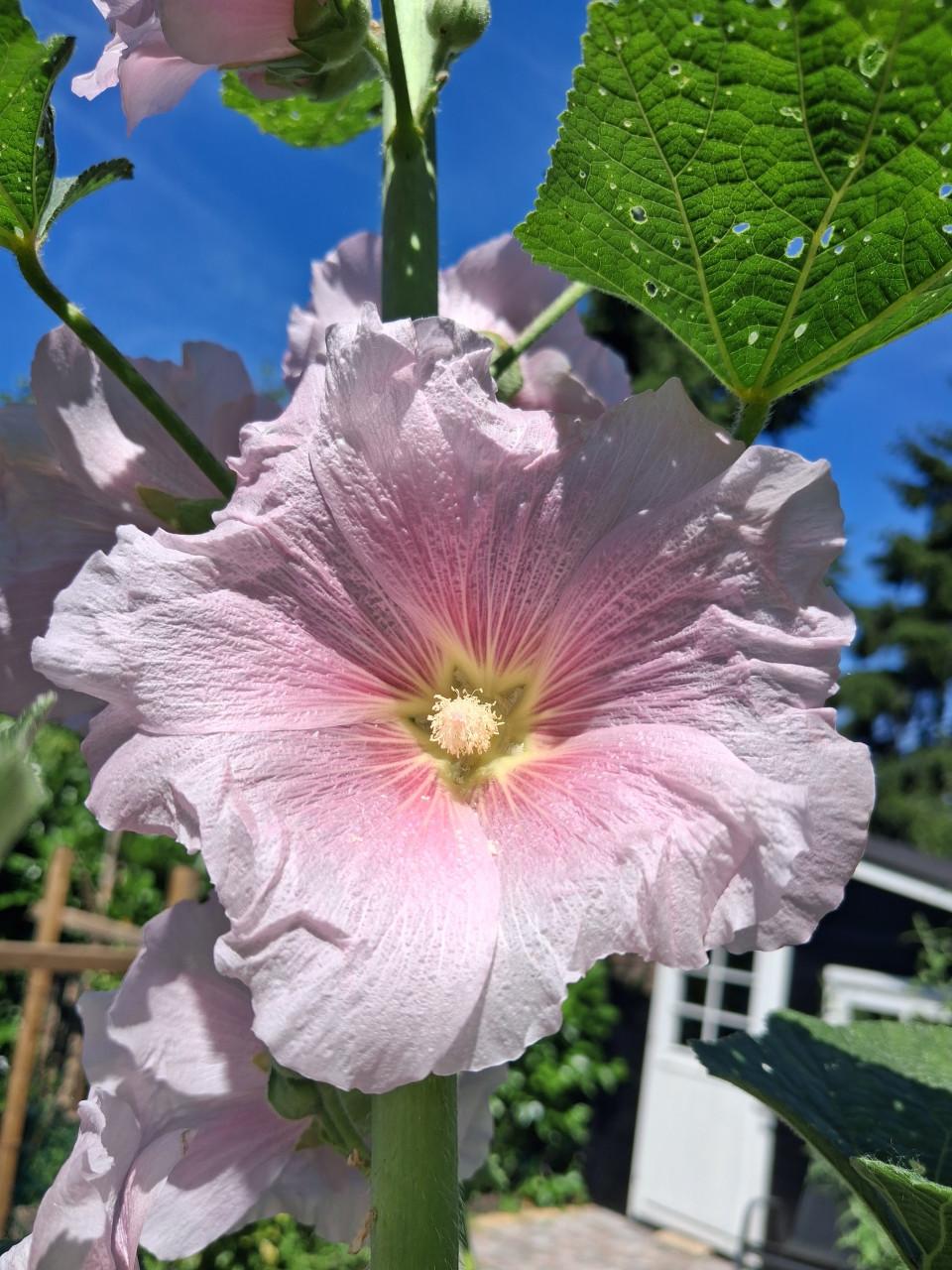 Biologische Bloemen Zaden