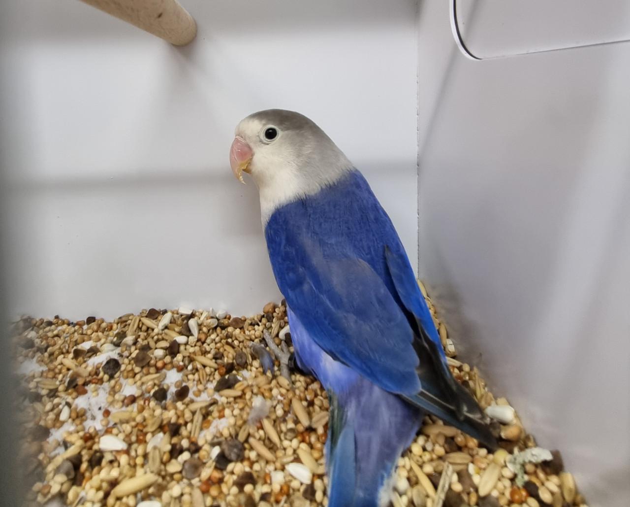 Agapornis fisheries, diverse kleuren