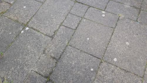 Gratis wildverband tuin tegels 40m2