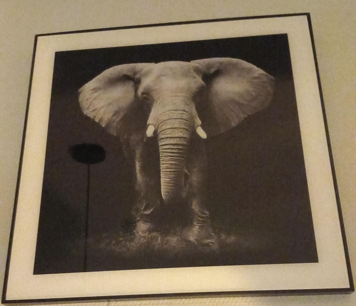 Schilderijen wilde dieren