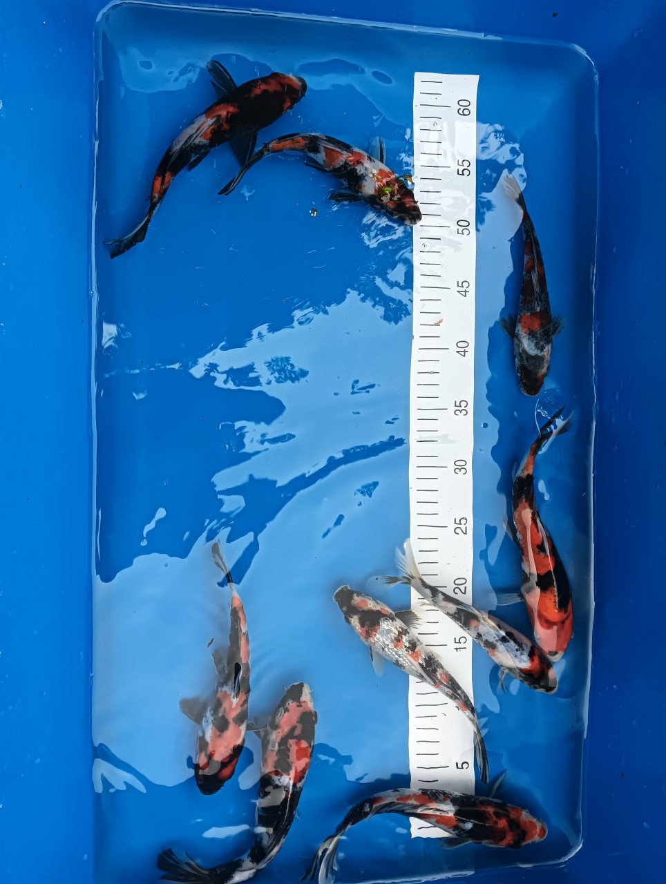 Japanse koi! Tosai showa
