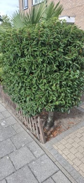 2 Portugese laurieren