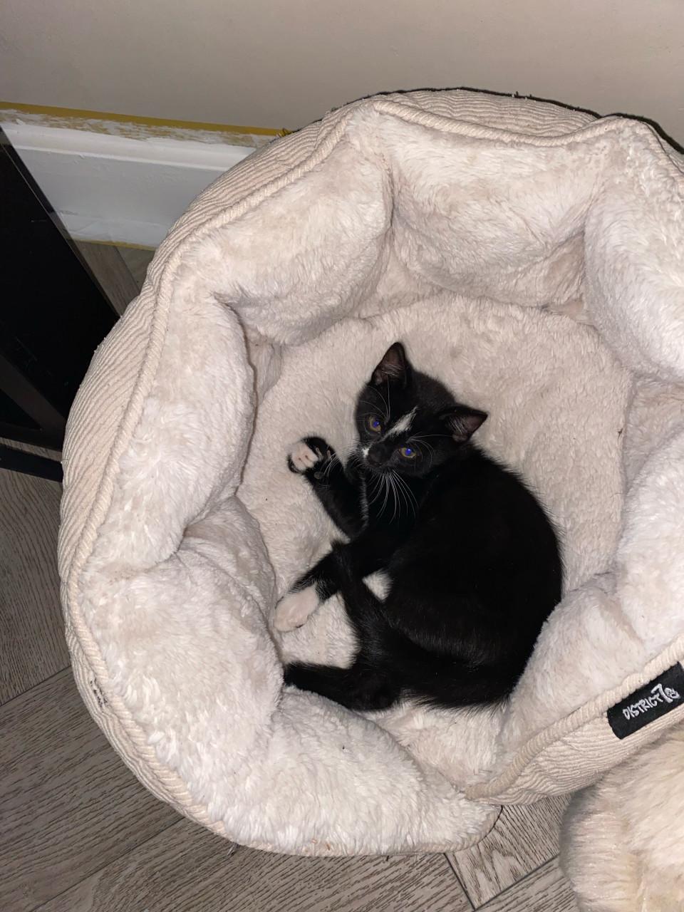 Kittens 🐾 (ingeent, ontwormd en ontvlooit) zoeken paleisjes. 👑