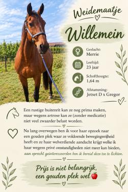 KWPN merrie weidemaatje