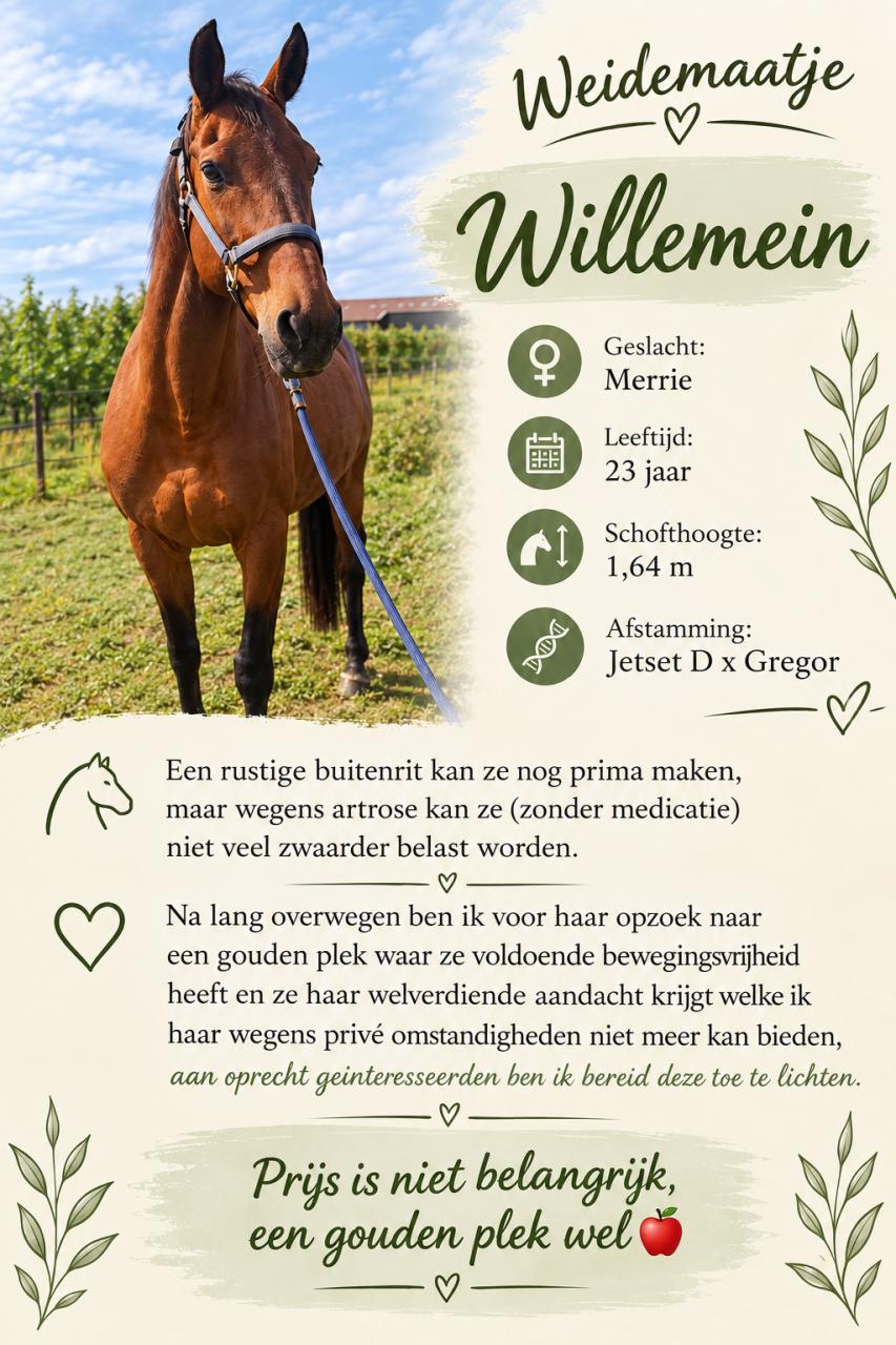 KWPN merrie weidemaatje