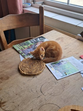 Te koop kitten